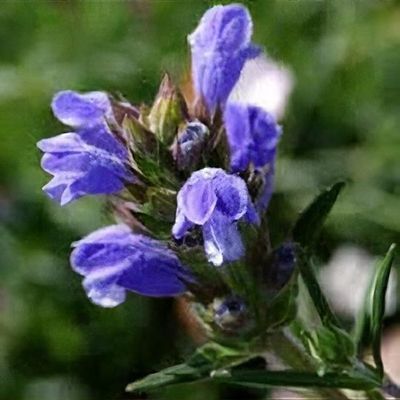 Dracocephalum Blumensamen zur Aussaat Anzucht Traditionssorte & ohne Gentechnik Samen Hausgarten