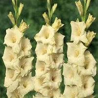 Creme Weiß Gladiole Blumensamen zur Aussaat Full Blüte Traditionssorte & ohne Gentechnik Samen Hausgarten