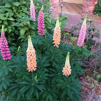 Gemischt Tutti Frutti Lupine Blumensamen zur Aussaat – leuchtend Blüten – Traditionssorte & ohne Gentechnik Samen Hausgarten