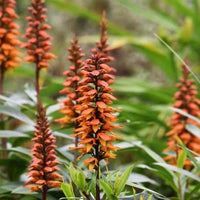 Isabelliana Blumensamen zur Aussaat farbenfroh Schau Traditionssorte & ohne Gentechnik Samen Hausgarten