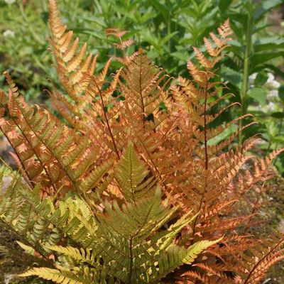 Gelb Fern Pteridophyta Samen zur Aussaat Traditionssorte & Non Gentechnik Samen pflegeleicht