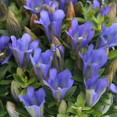 Gentiana Scabra Samen zur Aussaat – Blau Blumensamen
