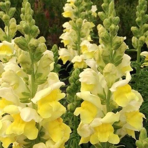 Lemon Sherbet Snapdragon Blumensamen zur Aussaat Drought verträglich Traditionssorte & ohne Gentechnik Samen Hausgarten