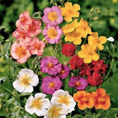 Gemischt Helianthemum Mutabile Blume Samen zur Aussaat leuchtend & farbenfroh Einjährige für Ihren Garten