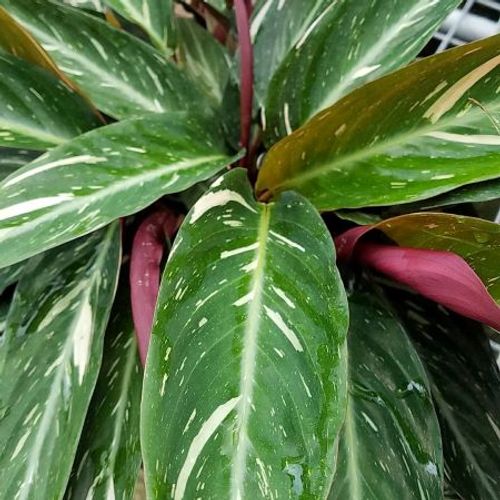 Calathea Magicstar Blumensamen zur Aussaat Garten beliebt Traditionssorte & ohne Gentechnik Samen Hausgarten