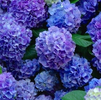 dunkel Blau Hortensie Blumensamen zur Aussaat – pflegeleicht – Traditionssorte & ohne Gentechnik Samen Hausgarten