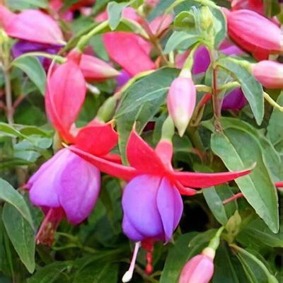 Lila Rosa Fuchsie Blumensamen zur Aussaat Anzucht Traditionssorte & ohne Gentechnik Samen Hausgarten