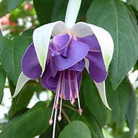 Blau Fuchsie Blumensamen zur Aussaat – leuchtend – Traditionssorte & ohne Gentechnik Samen Hausgarten