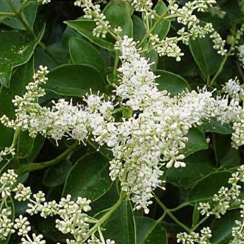 Weiß Ligustrum Blume Samen zur Aussaat üppig Foliage und duftend Blüten Garten