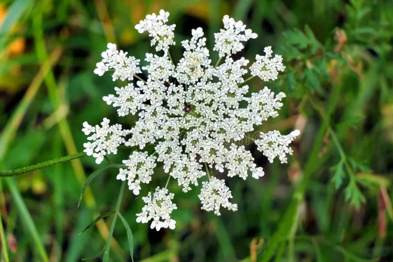 Zanahoria Silvestre Blumensamen zur Aussaat – Bestäuber freundlich – Traditionssorte & ohne Gentechnik Samen Hausgarten