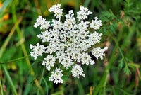 Zanahoria Silvestre Blumensamen zur Aussaat – Bestäuber freundlich – Traditionssorte & ohne Gentechnik Samen Hausgarten