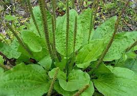 Plantago asiatica Kraut Anbau in full sun