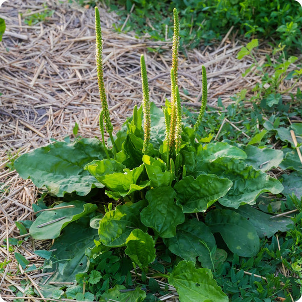 Plantain Samen Plantago major native groundcover Pflanze