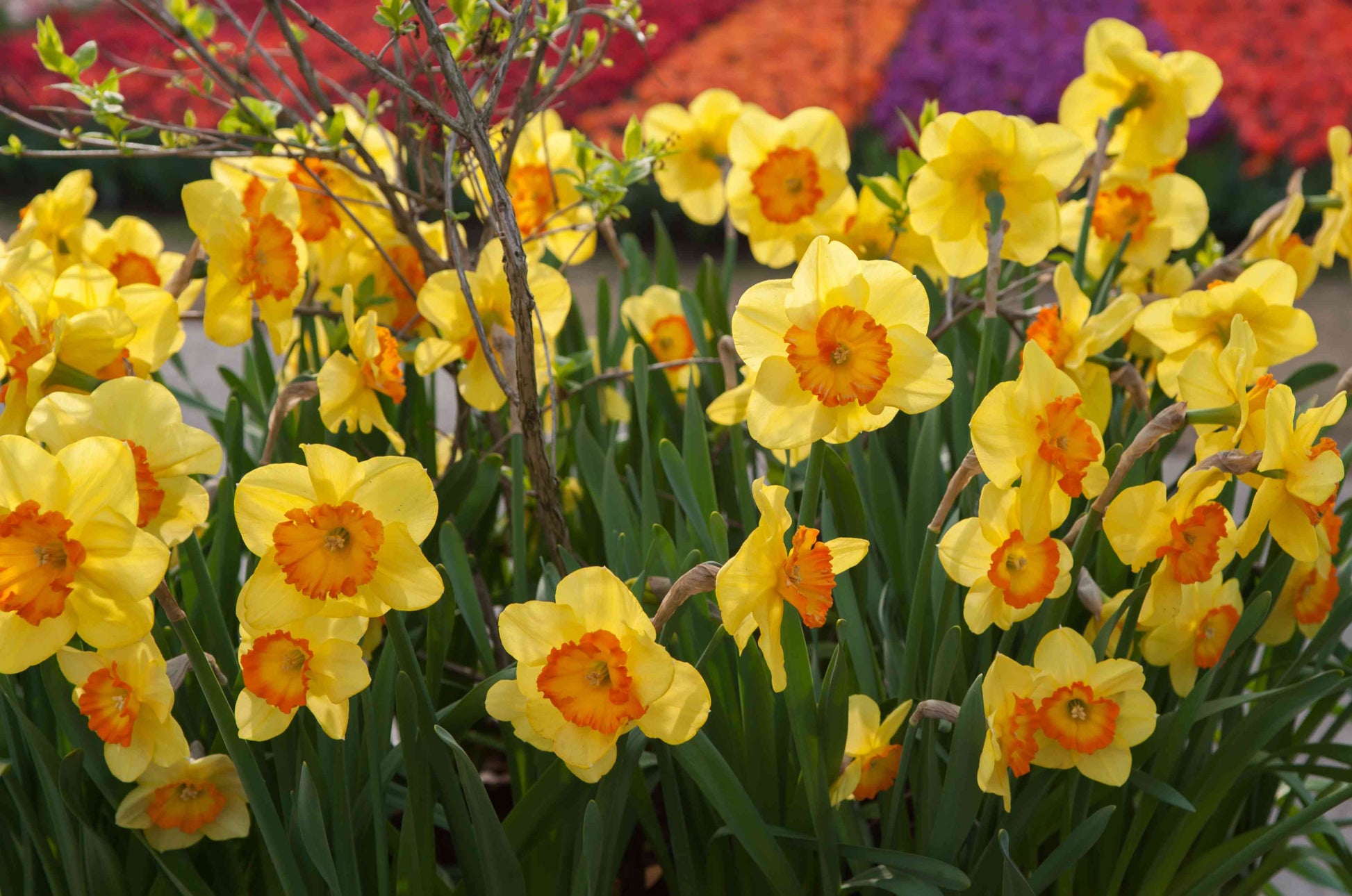 Perennial orange gelb daffodil anpflanzung samen - perfect for fall pflanze samen
