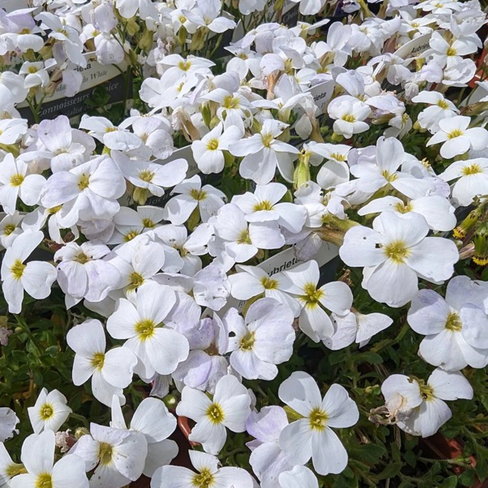 Anpflanzung aubrieta weiß samen in rock gardens