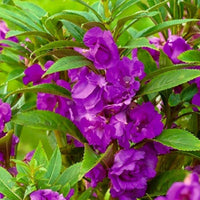 Germination process of balsam camellia samen