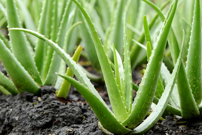 Aussaat green Aloe Vera Samen in succulent soil
