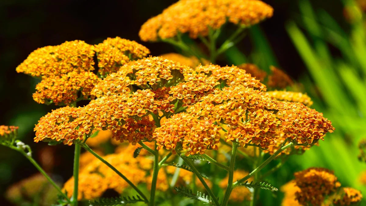 Gelb Achillea Blumensamen zur Aussaat – hochwertige Qualitäts- – Traditionssorte & ohne Gentechnik Samen Hausgarten