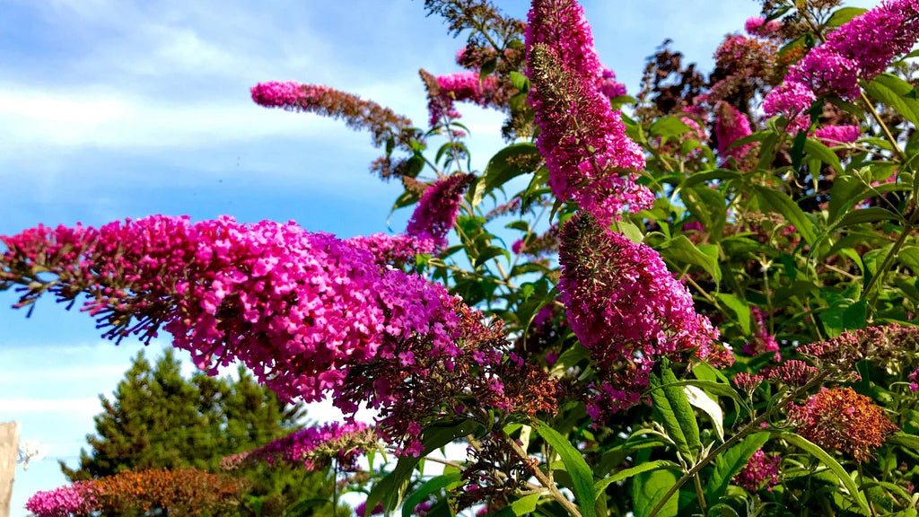 Sommerflieder Davidii Blumensamen zur Aussaat sonnenliebend Traditionssorte & ohne Gentechnik Samen Hausgarten