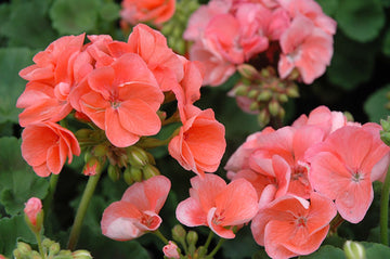 Anpflanzung light orange geranium samen in garten soil