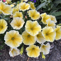 Anpflanzung light gelb petunia samen in garten beds