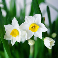 Anpflanzung weiß and gelb narcissus samen in garten beds