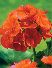 Anpflanzung orange climbing geranium samen in garten beds