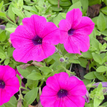 Anpflanzung rosa petunia samen in garten beds