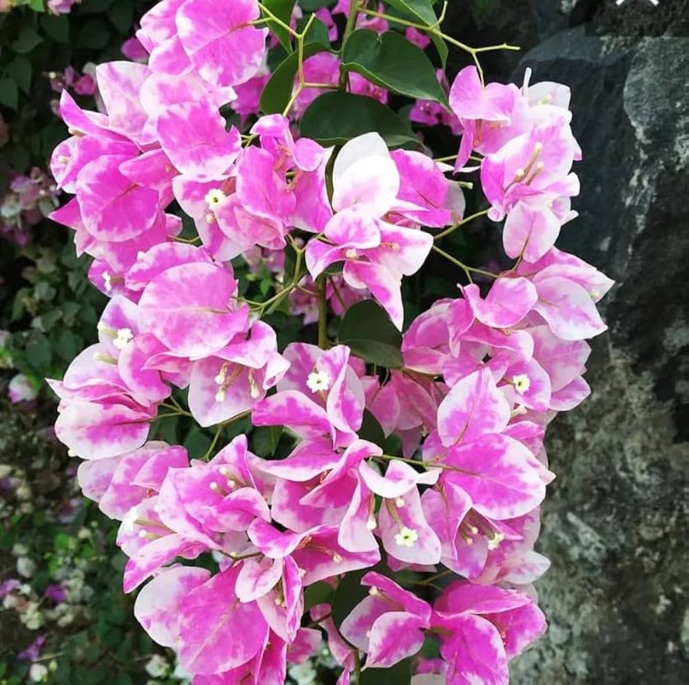 Anpflanzung rosa and weiß bougainvillea samen in garten soil