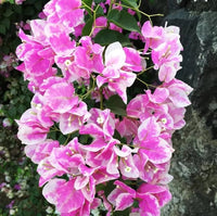 Anpflanzung rosa and weiß bougainvillea samen in garten soil