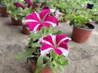 Anpflanzung rosa weiß petunia samen in garten beds