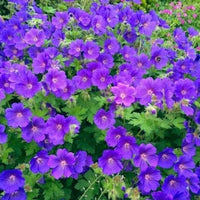 Anpflanzung lila geranium samen in garten beds