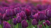 Anpflanzung guide for lila tulip samen
