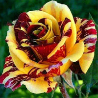 Anpflanzung rot and gelb rose samen in garten beds