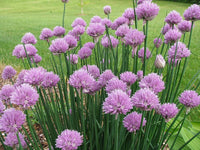 Anpflanzung rustic ciboulette samen in garten beds