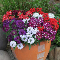 How to grow mixed color verbena blumen