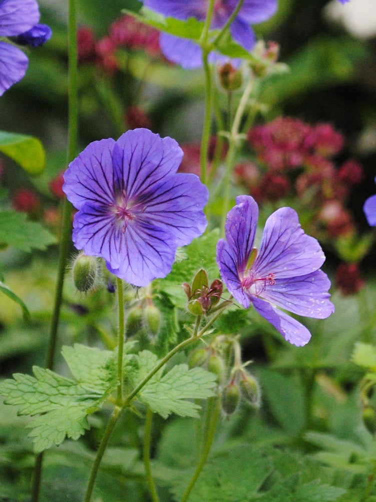Anpflanzung violet rot geranium samen in garten beds
