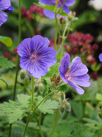 Anpflanzung violet rot geranium samen in garten beds
