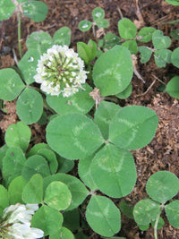 How to pflanze weiß trifolium repens samen for garten lawns