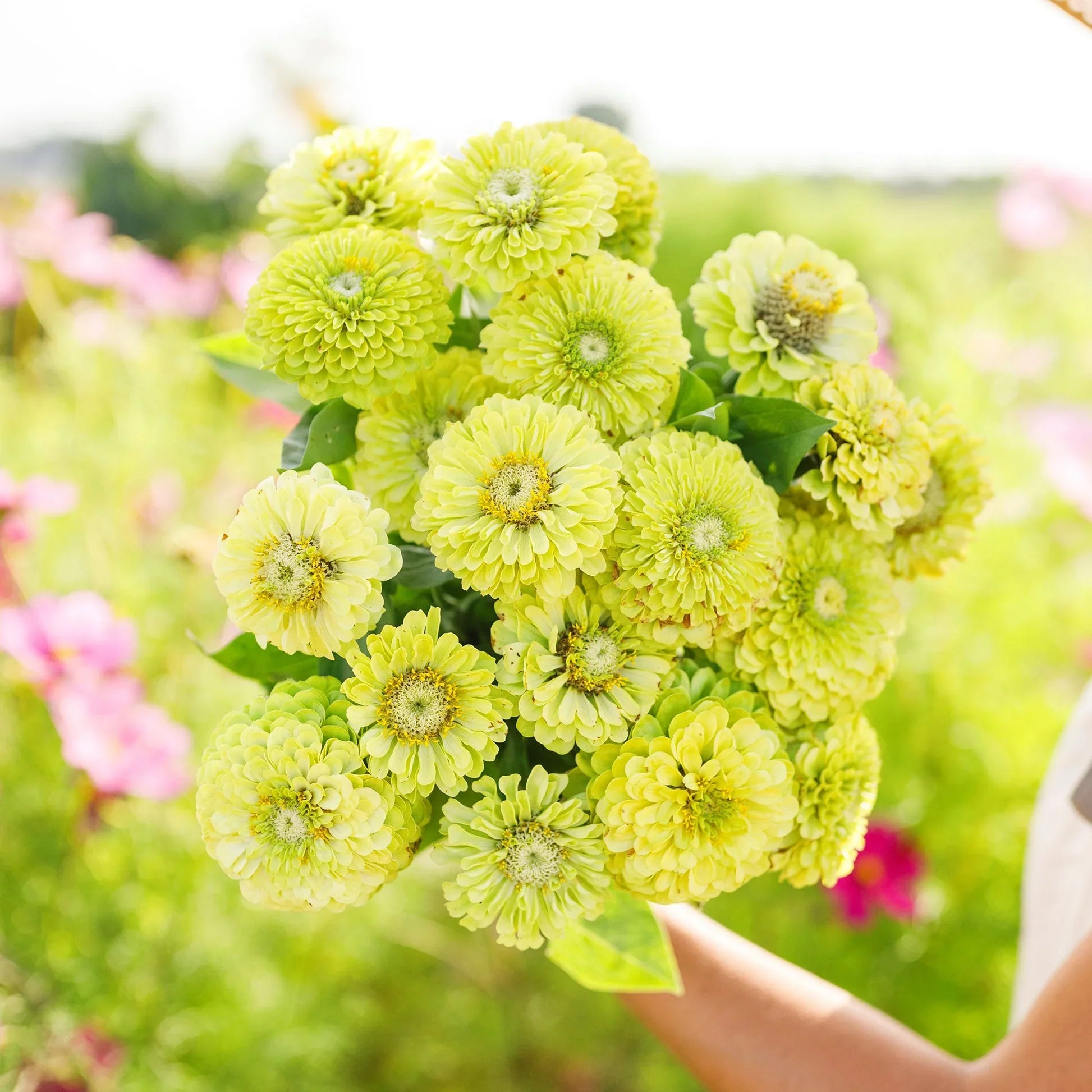 Grün zinnia blumen blooming in landscape