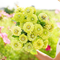 Grün zinnia blumen blooming in landscape
