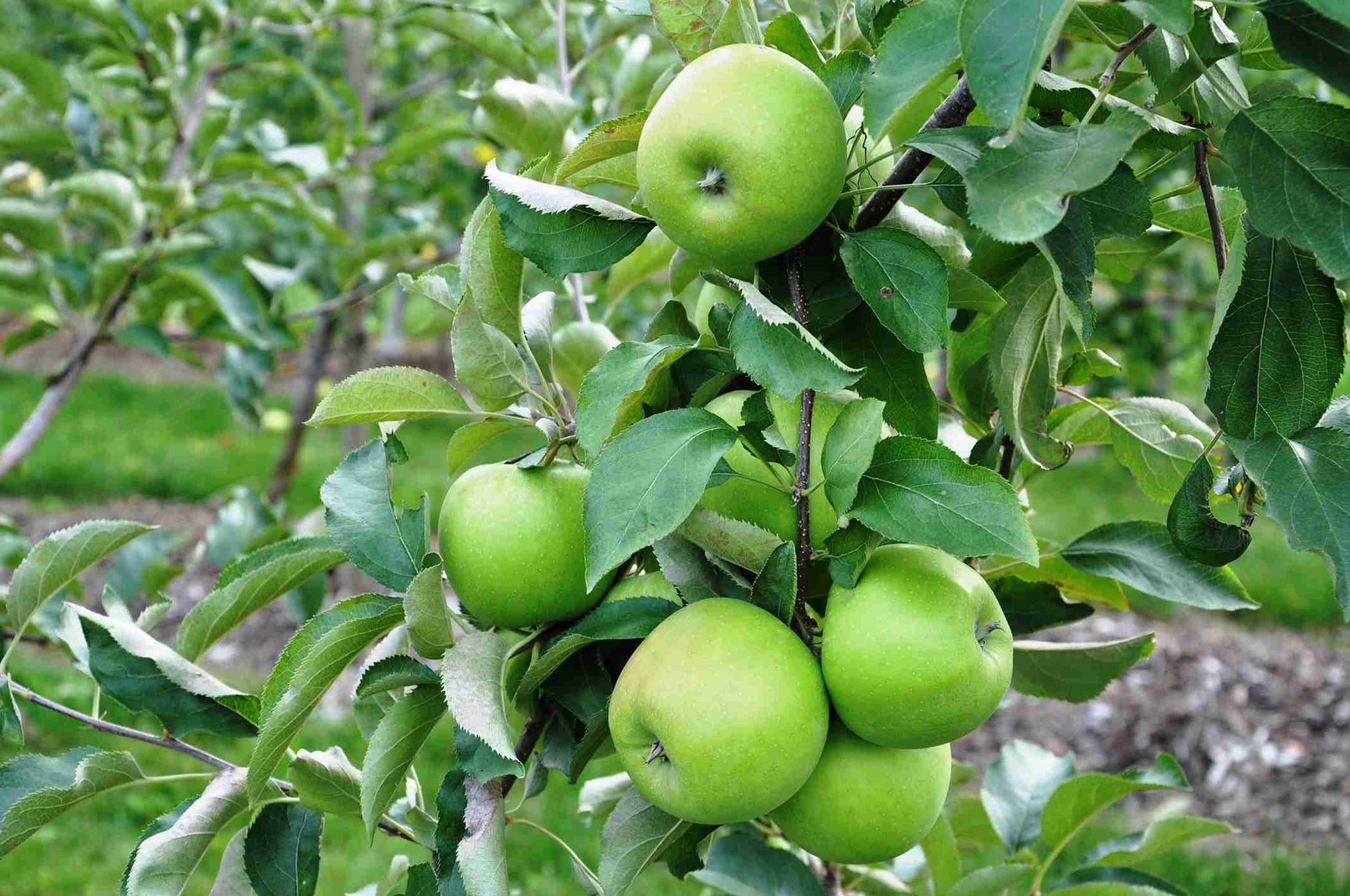 grüner Apfel Frucht Samen für einfaches Anpflanzen