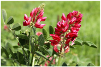 Silla Blumensamen zur Aussaat Schnitt Blume beliebt Traditionssorte & ohne Gentechnik Samen Hausgarten
