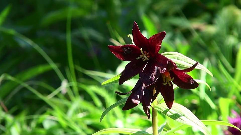 Chocolate Lilly Blumensamen zur Aussaat – Anzucht – Traditionssorte & ohne Gentechnik Samen Hausgarten