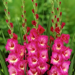 dunkel Rosa Gladiole Blumensamen zur Aussaat – Traditionssorte ohne Gentechnik biologisch Garten Samen Keimung Landhaus Garten wichtig