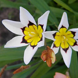 Weiß Gelb Sparaxis Blumensamen zur Aussaat – leuchtend Traditionssorte & ohne Gentechnik Samen Hausgarten