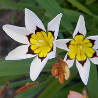 Weiß Gelb Sparaxis Blumensamen zur Aussaat – leuchtend Traditionssorte & ohne Gentechnik Samen Hausgarten