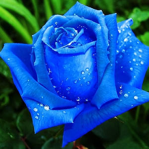 tief Blau Rose Blumensamen zur Aussaat leuchtend Traditionssorte & ohne Gentechnik Samen Hausgarten