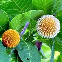 Grün Anthocephalus Kadamba Blumensamen zur Aussaat – farbenfroh Schau – Traditionssorte & ohne Gentechnik Samen Hausgarten