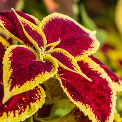 Rot (rot gelb) samen for anpflanzung in home garten